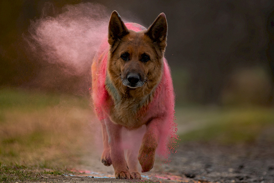 Kreativní workshop focení psů